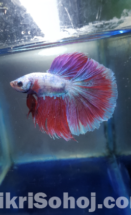 Thailand er imported betta